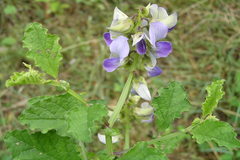 Crotalaria verrucosa